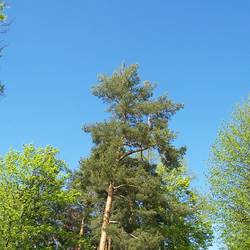 Die Wald-Kiefer 100 3784