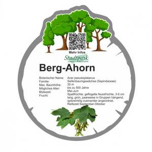 berg ahorn 4