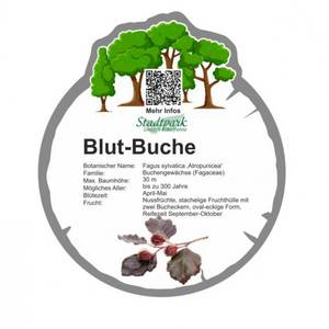 blut buche 7