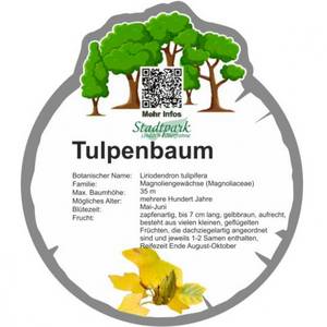 tulpenbaum 42