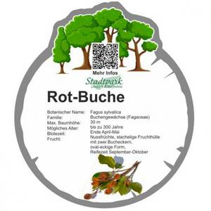 rot buche 26