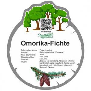 omorika fichte 22