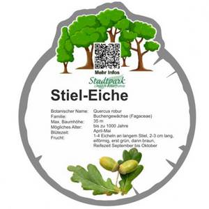 stiel eiche 36