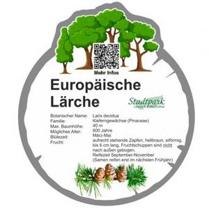 europaeische laerche 13