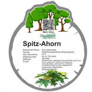 spitz ahorn 35