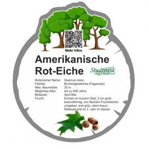 amerikanische rot eiche 2