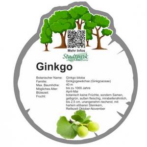 ginkgo 16