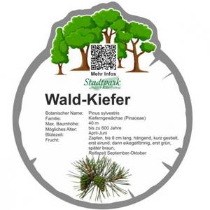 wald kiefer 44