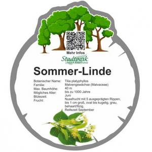 sommer linde 34