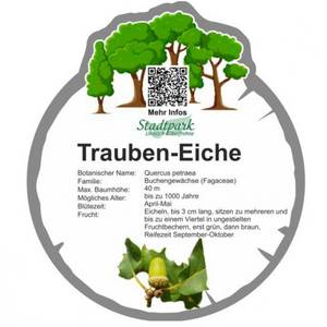 trauben eiche 39