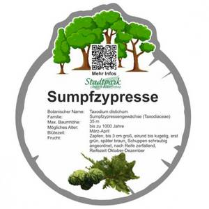 sumpfzypresse 38