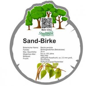 sand birke 28