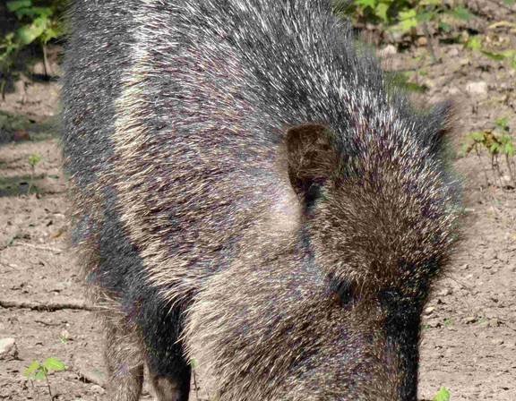 Tierpark Chaco Pekari (Eulenberger)
