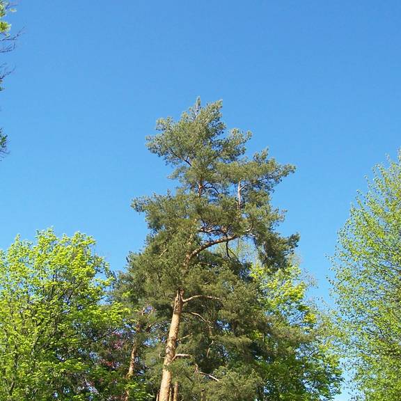 Die Wald-Kiefer 100 3784