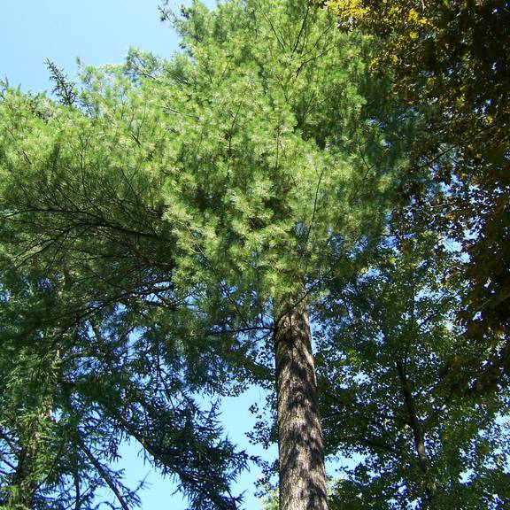Baumlehrpfad (4)